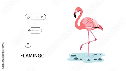 Educational illustration featuring the uppercase and lowercase letter F for tracing, alongside a graceful pink flamingo, ideal for children's alphabet learning and phonics.