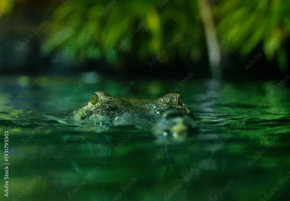 Fototapeta premium Indian gharial 