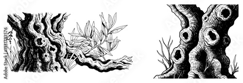 Set of old gnarled tree trunks with hollows and leaves in engraving style