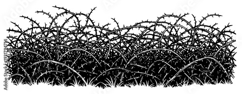 Dense thicket of thorny branches and brambles in a hand drawn vintage ink style