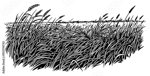 Tall grass and wild grain field blowing in the wind in a vintage ink style