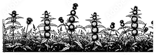 Wild thistle flowers in a garden border landscape hand drawn ink style