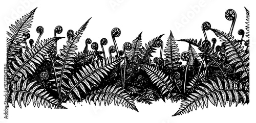 Lush fern leaves and fiddlehead fronds in a detailed botanical ink drawing style