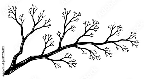 Large horizontal hand drawn branch of a leafless tree in vintage ink sketch style
