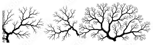 Set of three minimalist hand drawn leafless trees or coral branches on white background