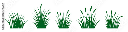 Collection of Various Green Grass Plants.