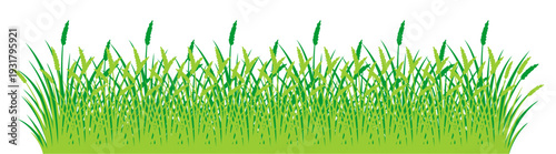 Green Grass Blades Isolated on White Background.