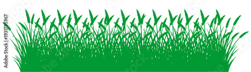 Green Grass Illustration on White Background.