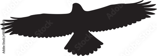 Red-Tailed Hawk Silhouette Minimalist Soaring Broad-Winged Raptor with Fan-Shaped Tail Flat Vector Icon