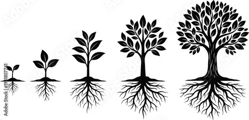Tree Growth Stages Silhouette Illustration from Seedling to Mature Tree with Detailed Roots Black Vector Isolated on White Background