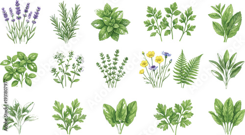 Watercolor Culinary Herbs Collection with Basil Mint Rosemary Thyme Parsley Lavender Sage Botanical Illustration Set Isolated on White Background