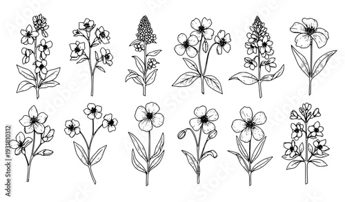 Hand Drawn Botanical Flower Sketch Collection Black and White Floral Line Art Vector Set