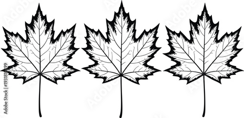 Three Black and White Maple Leaves with Detailed Veins and Edges