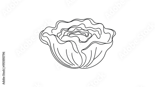 Simple line drawing of a leafy vegetable resembling a cabbage or lettuce