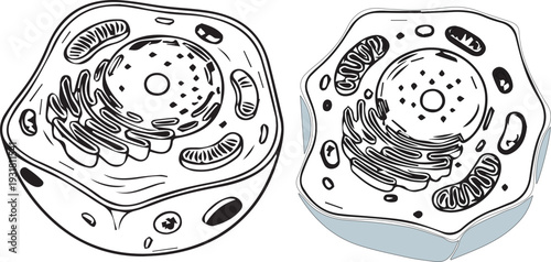 Cell structure diagram with nucleus mitochondria and organelles