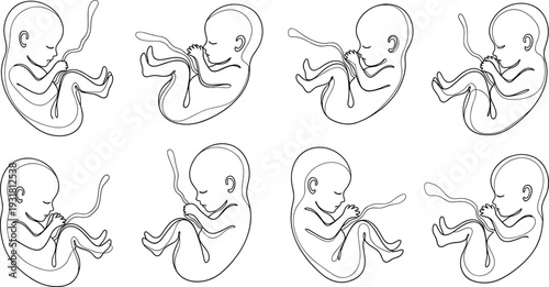 Fetus development line art vector set, unborn baby in womb stages medical pregnancy anatomy illustration isolated design