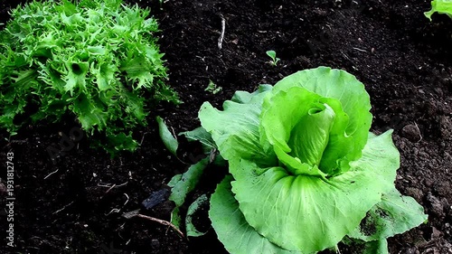 salad cultivation in a greenhouse in spring, Sugar Loaf salad and Escarole endive 
closeup with camera panning and closeup