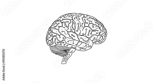Hand-drawn brain illustration, symbolizing knowledge, science, and thought