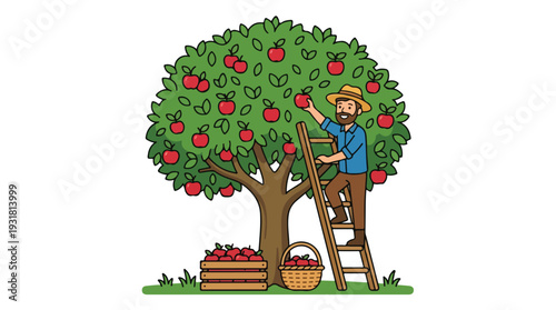 Illustration of a man picking apples from a tree with a basket and crate on the ground.