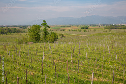 Wallpaper Mural Lush Green Terraced Vineyards in Spring Landscape Torontodigital.ca