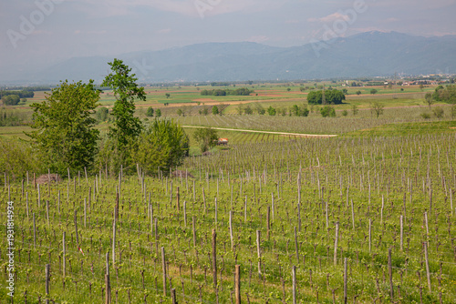Wallpaper Mural Lush Green Terraced Vineyards in Spring Landscape Torontodigital.ca