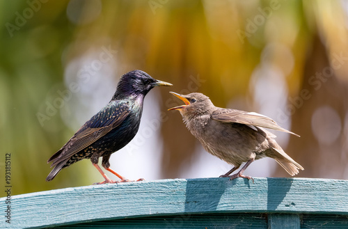 Фотография Common starling Sturnus vulgaris adult and young chick who has beak open crying for food