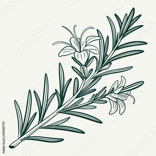 A detailed illustration of a rosemary plant with delicate white flowers
