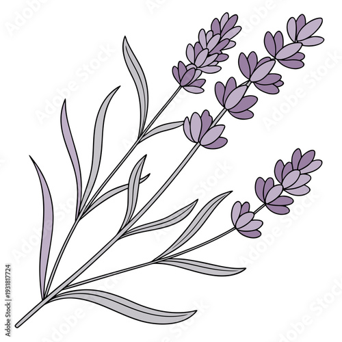 Delicate purple flowers with green leaves and stems