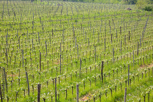 Wallpaper Mural Lush Green Terraced Vineyards in Spring Landscape Torontodigital.ca