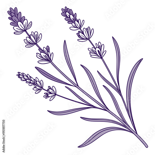 A delicate illustration of purple lavender flowers with green stems and leaves