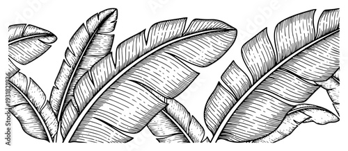 Detailed hand drawn botanical illustration of tropical banana leaves border in vintage engraving style