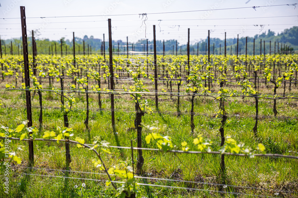 custom made wallpaper toronto digitalSymmetrical Rows of Young Grapevines in a Spring Vineyard