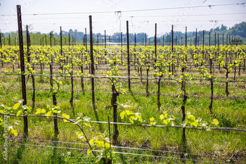 Wallpaper Mural Symmetrical Rows of Young Grapevines in a Spring Vineyard Torontodigital.ca