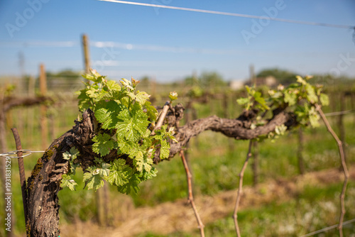 Wallpaper Mural Macro of New Spring Growth on an Old Grapevine Trunk Torontodigital.ca