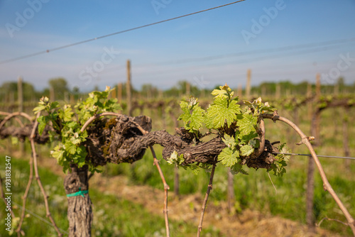 Wallpaper Mural Macro of New Spring Growth on an Old Grapevine Trunk Torontodigital.ca