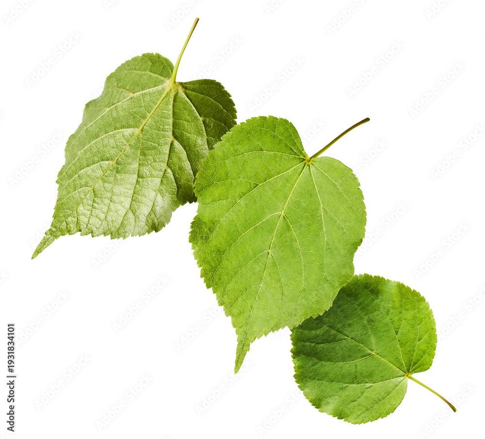 Fototapeta premium Levitating green linden leaves on a white background. Flying spring foliage, minimal creative nature photography. Botanical composition
