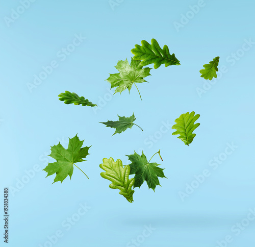 Flying in the air green leaves of oak, maple, and linden isolated on a blue background. Spring or summer nature levitation concept, dynamic foliage composition.