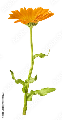 Bild auf Leinwand Fresh beautiful orange Calendula flower with green leaves flying in the air isolated on a white background