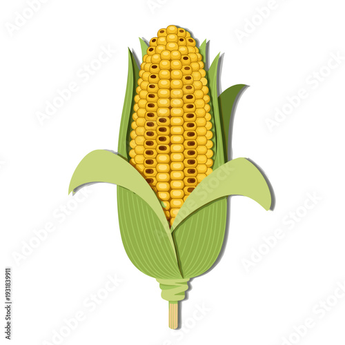 Fresh corn cob with green husk and golden kernels on white background  