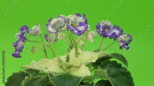 Blooming african violet Saintpaulia with corrugated purple and white double petals and wavy variegated leaves against a green background