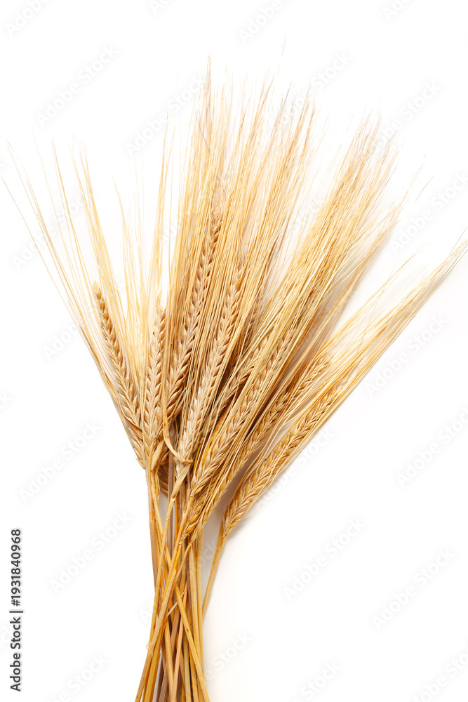 Fototapeta premium Wheat stalks arranged on a plain background during the daytime for a simple display