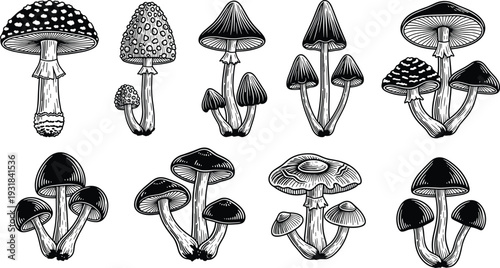 Vintage mushroom collection vector illustration, hand drawn botanical fungi set in black and white engraving style isolated on background
