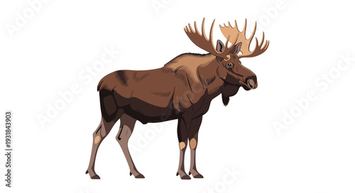A majestic brown moose with impressive broad antlers stands in a three-quarter profile on a clean white background.