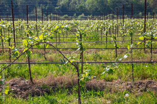 Wallpaper Mural Symmetrical Rows of Young Grapevines in a Spring Vineyard Torontodigital.ca