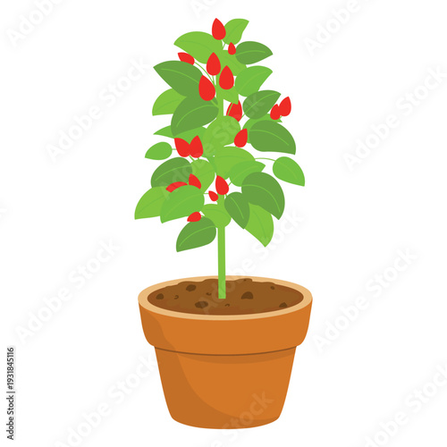 Potted pepper plant Vector Illustration. Chili pepper in pot drawing. Hand drawn Pepper pot illustration