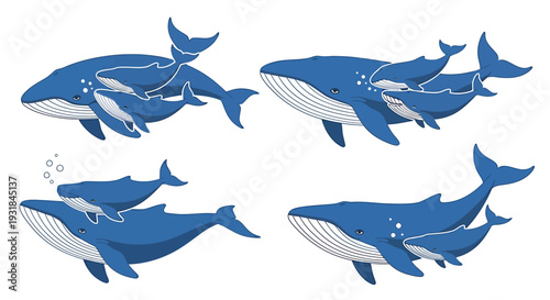 Blue Whale Mother and Calf Swimming Together in Various Poses Cartoon Style Illustration Set. Vector Illustrations. EPS Editable