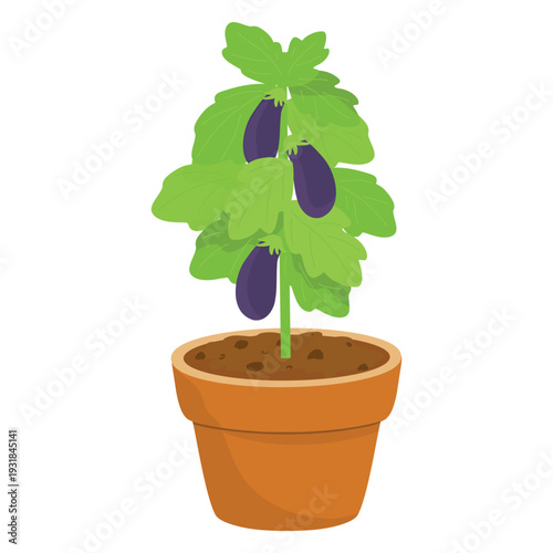 Potted eggplant Vector Illustration. Eggplant in pot drawing. Hand drawn Vegetable pot illustration