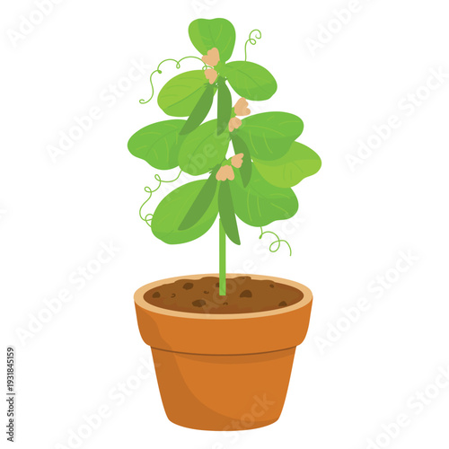 Potted pea plant Vector Illustration. Pea vine in pot drawing. Hand drawn Pea plant
