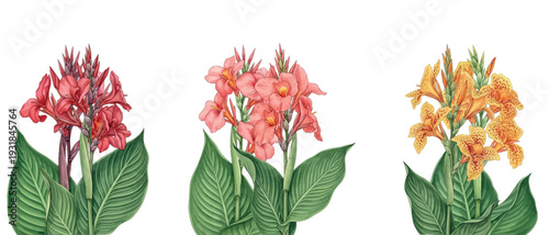 Three vibrant canna lily flowers in red, pink, and orange, with lush green foliage, displayed against a white background