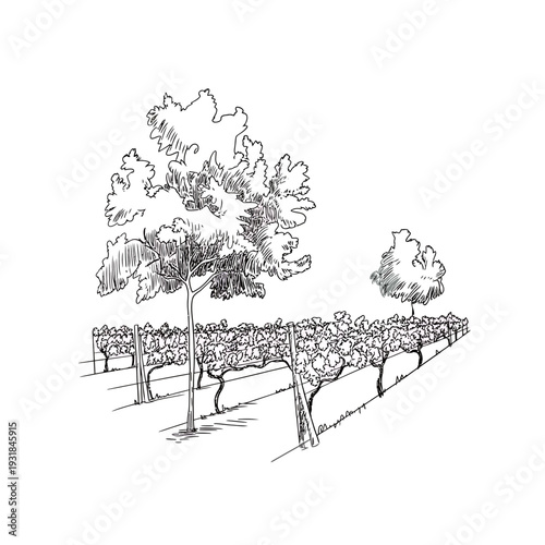 Vineyard with trees and grapevines on a hillside landscape illustration